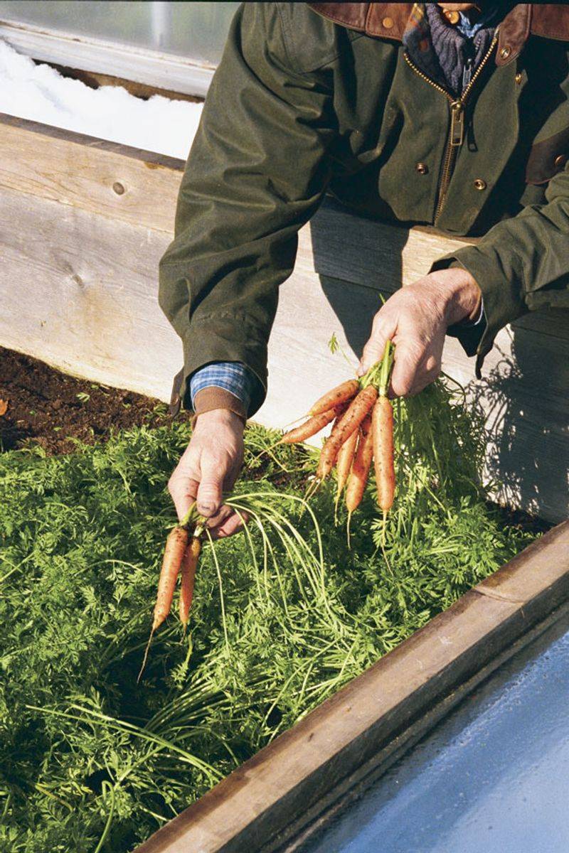 Carrots