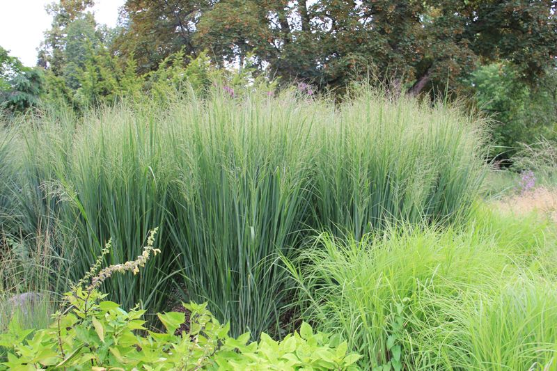 Switchgrass (Panicum virgatum)