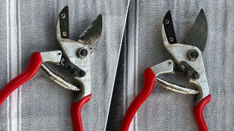 Using Dull or Dirty Tools That Stress the Plant