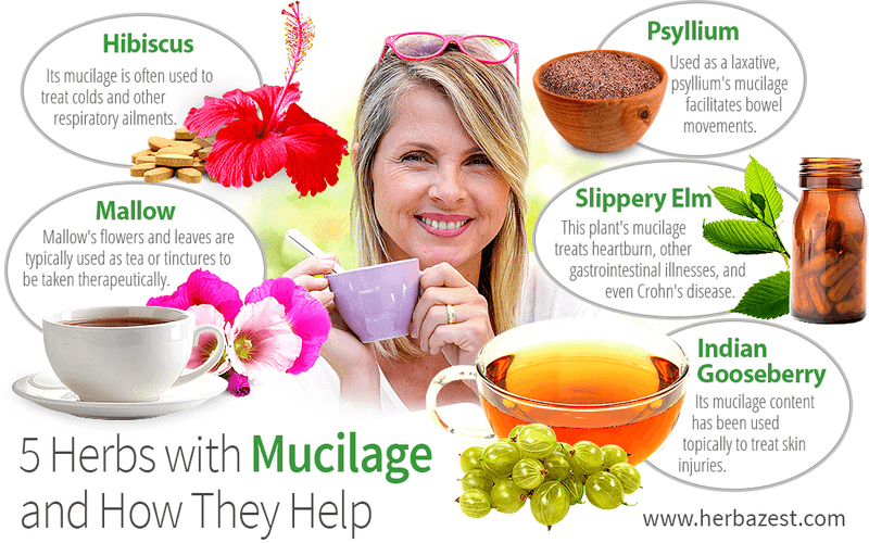 Hollyhock Mucilage Makes the Folk Theory Plausible