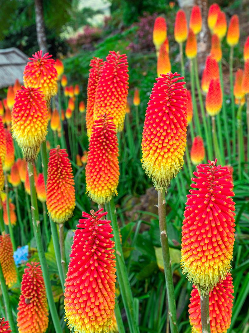 Red-Hot Poker (Kniphofia)