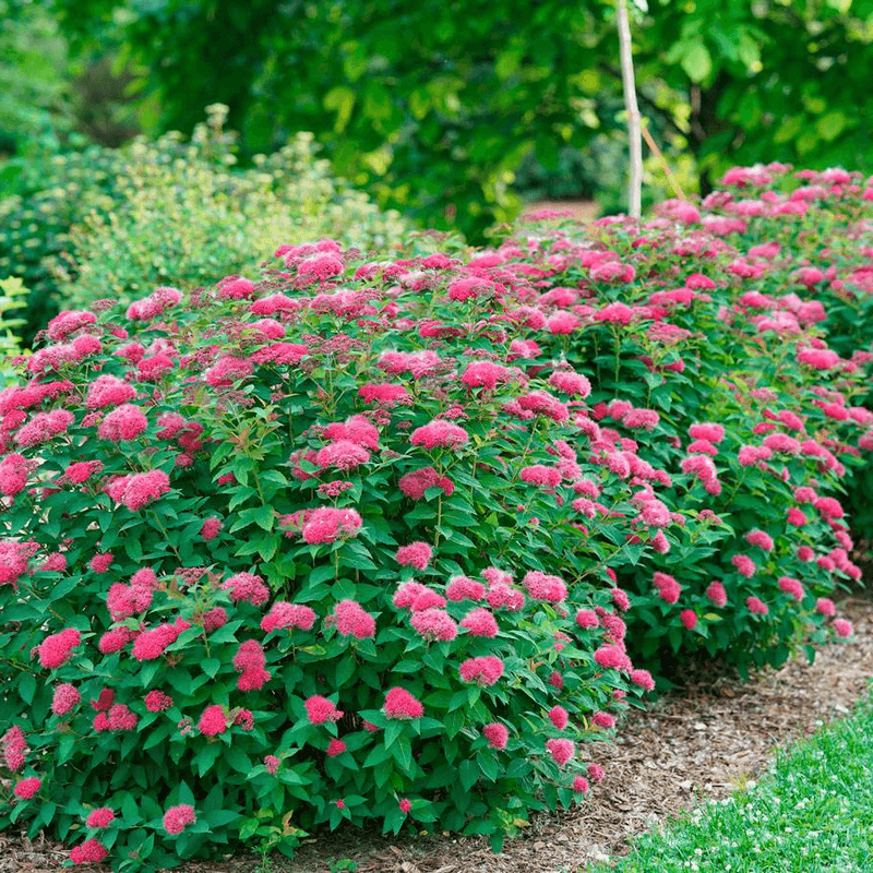 Spirea
