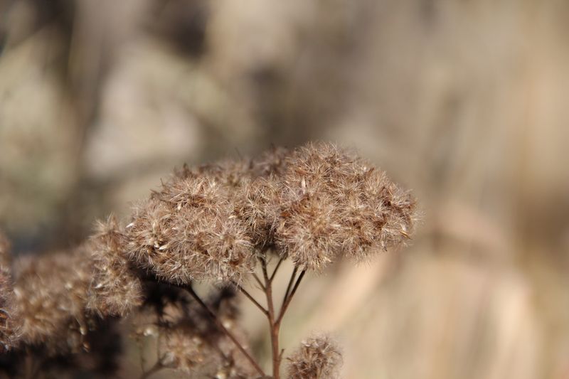 Joe Pye Weed