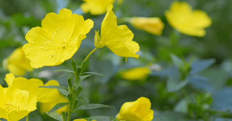 Evening Primrose