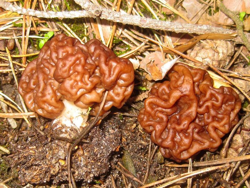 False Morel (Gyromitra esculenta)