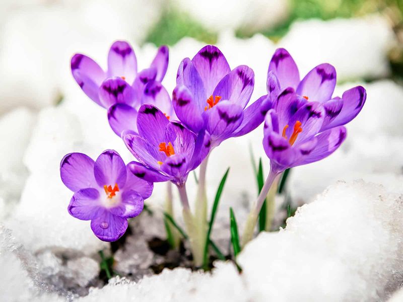 Crocuses