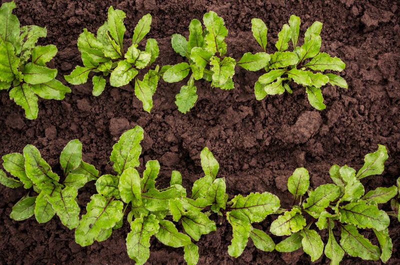 Check spacing before changing the fertilizer
