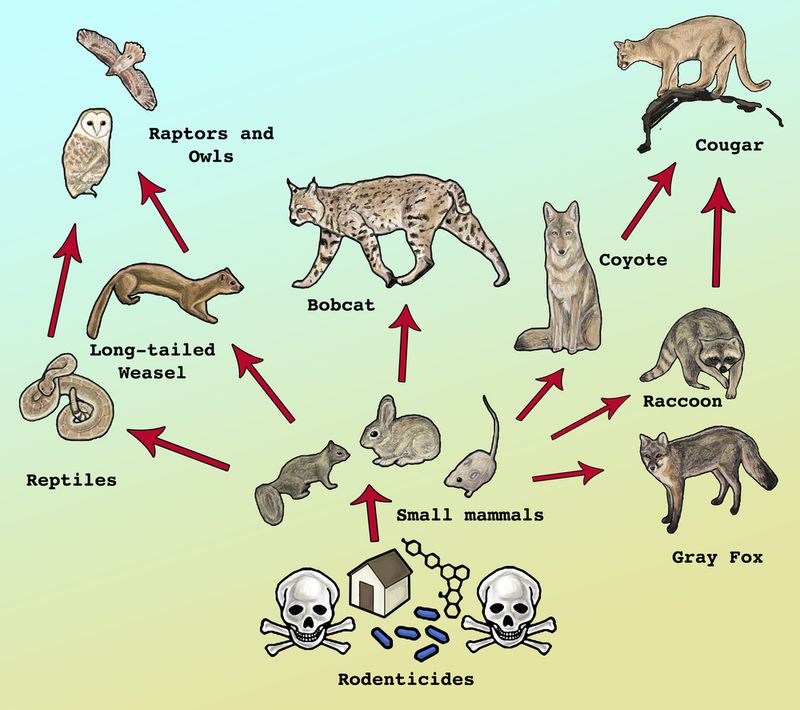 Rodenticide exposure can harm predators that eat contaminated prey