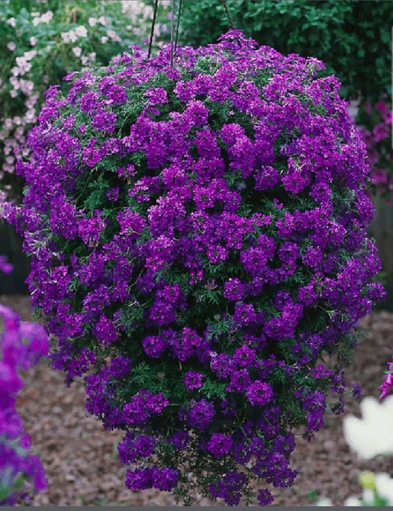 Verbena
