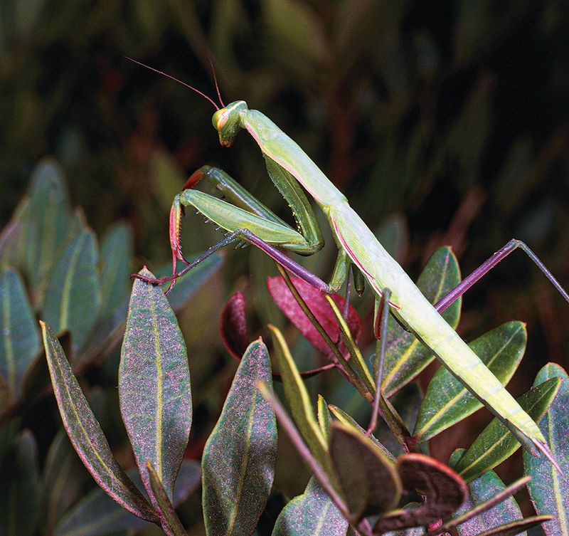 One mantis does not prove your garden is in trouble