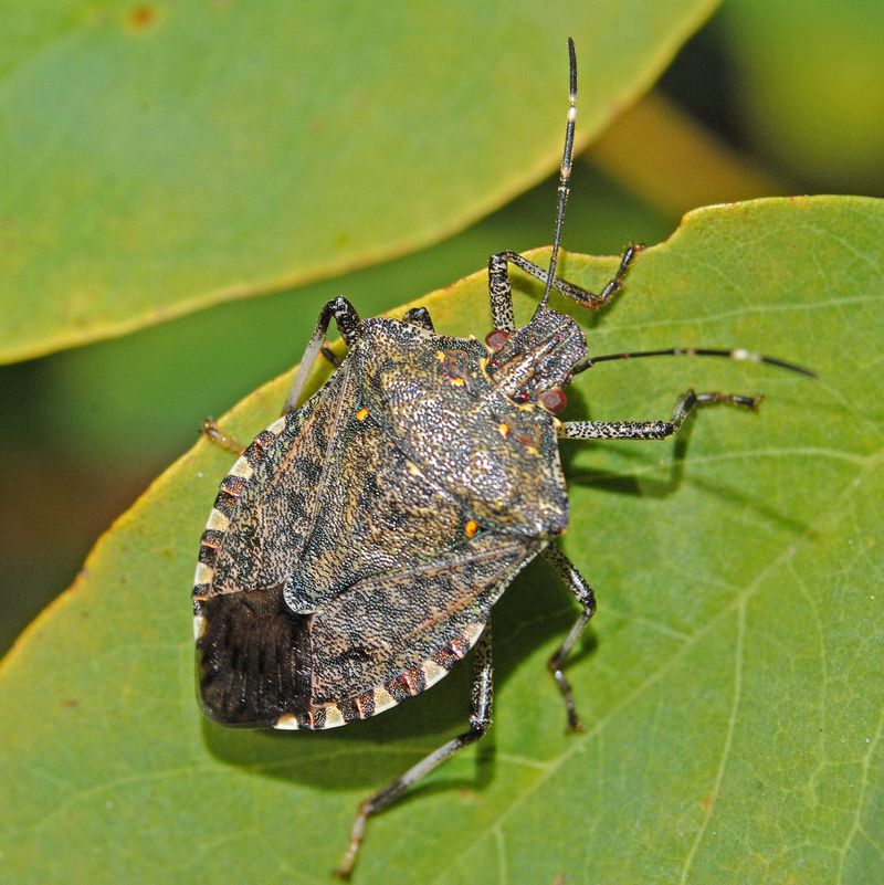Not every stink bug at the house is the same