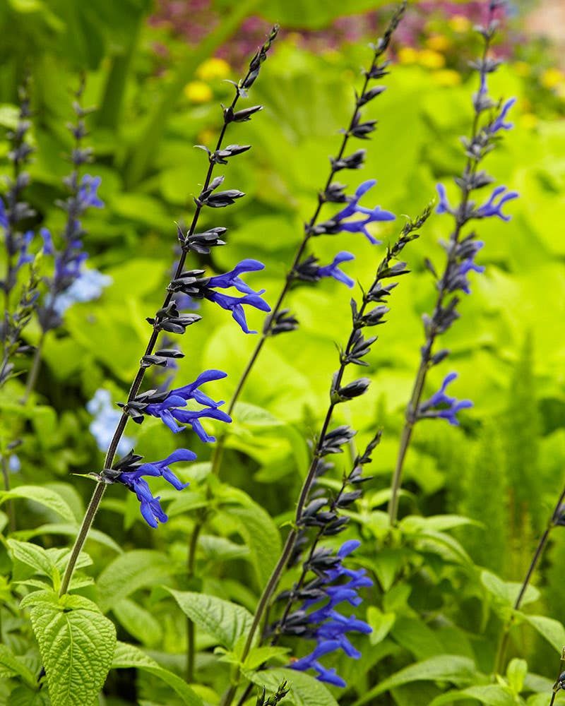 Salvia
