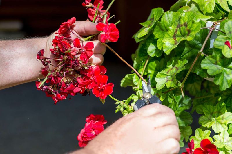 Deadhead Spent Blooms Regularly