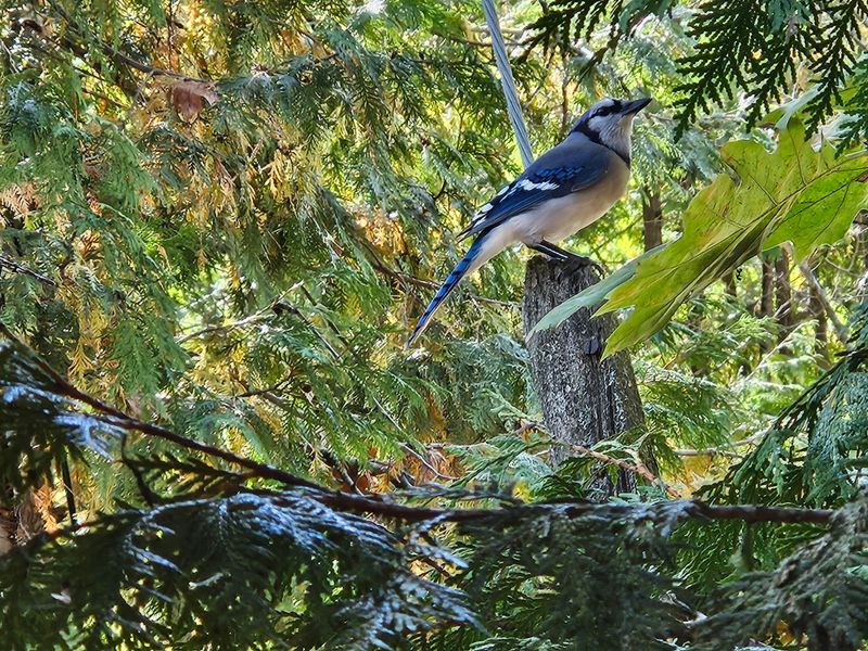 Blue Jays