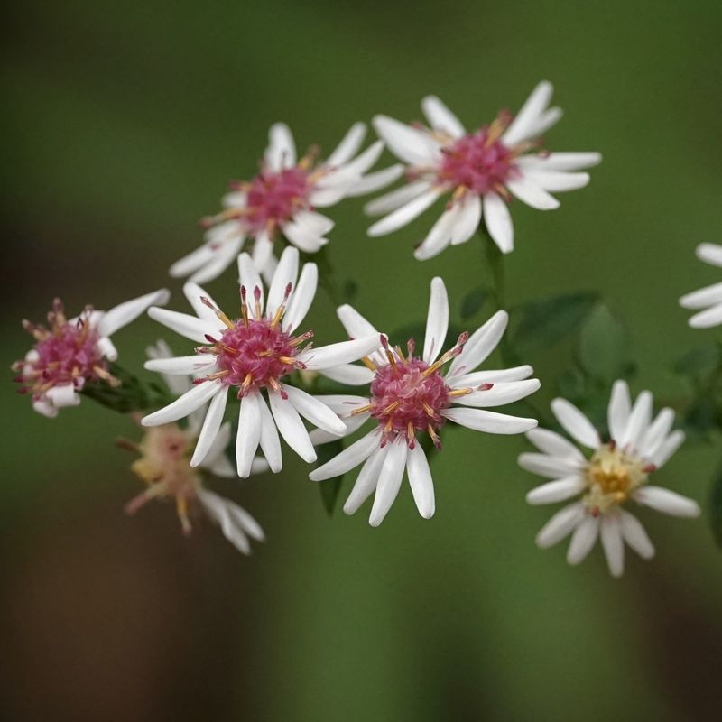 Calico Aster (Symphyotrichum lateriflorum)