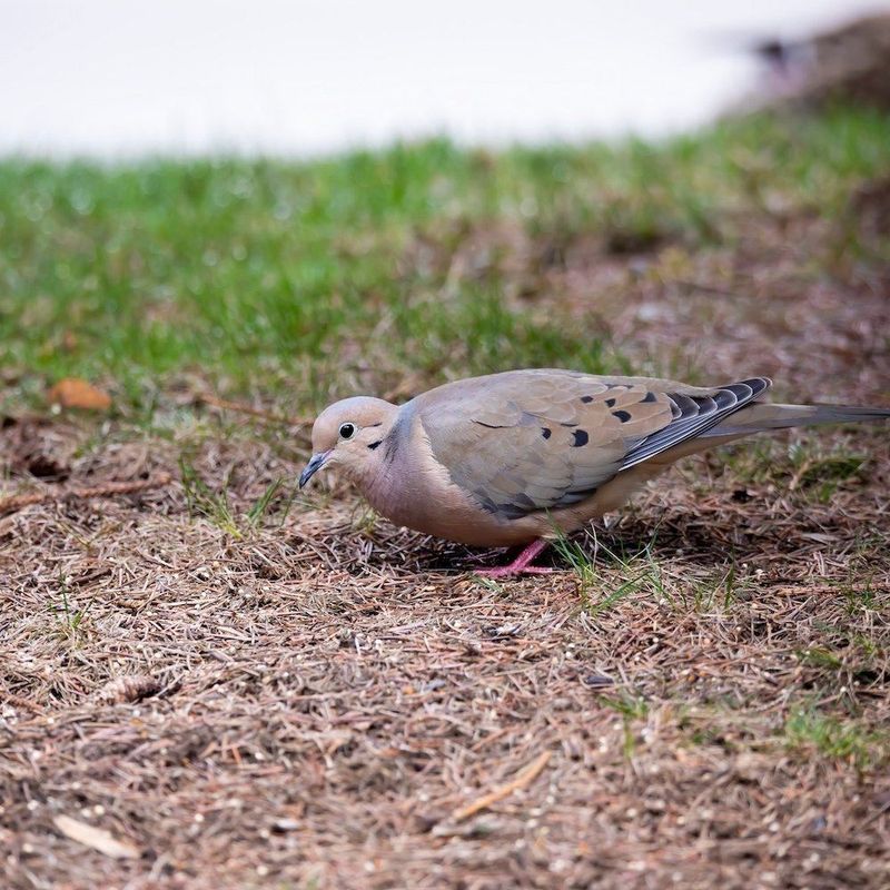 Mourning Dove