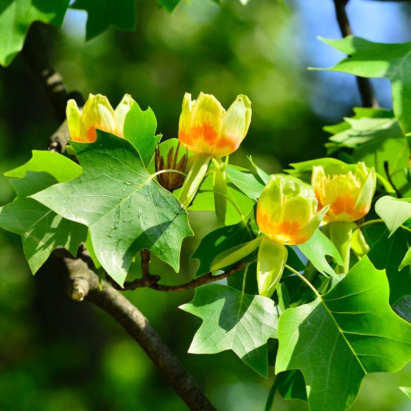 Tulip Poplar (Liriodendron tulipifera)