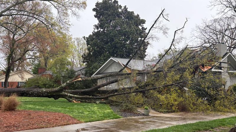 A fallen tree does not automatically make its owner liable