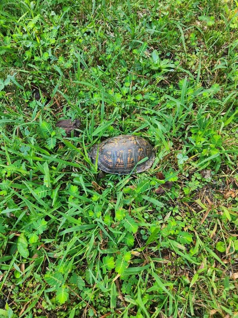 Check the lawn before starting the mower