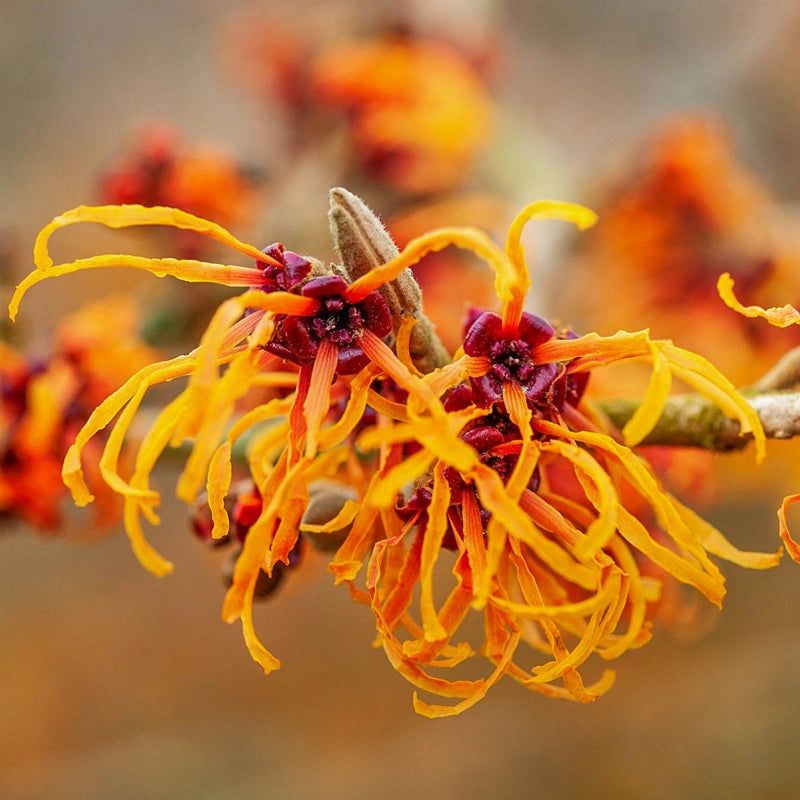 Witch Hazel