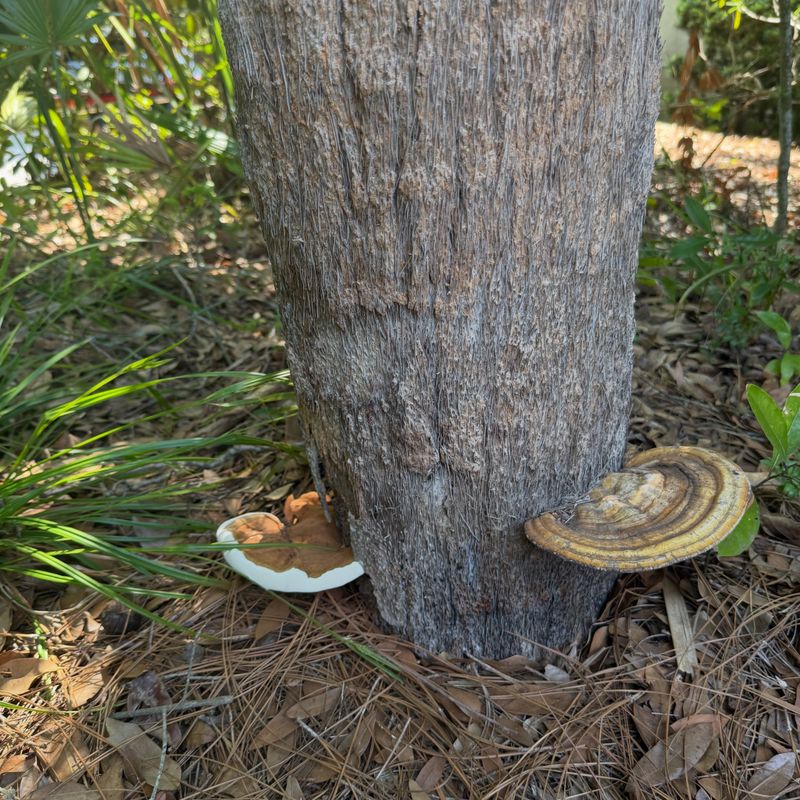 Trouble Signs on the Tree Itself