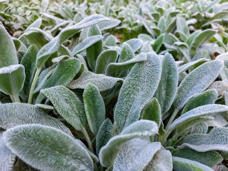 Lamb's Ear