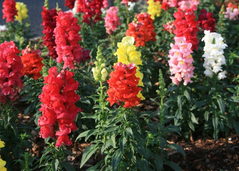 Snapdragons
