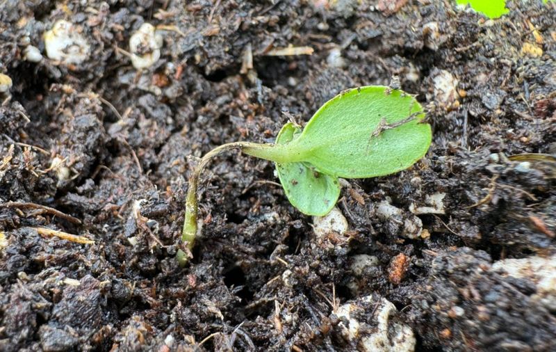 Mushy, Darkened Stems Near The Soil Line