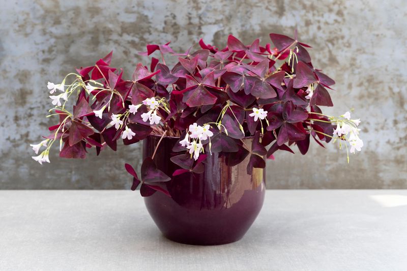 Oxalis