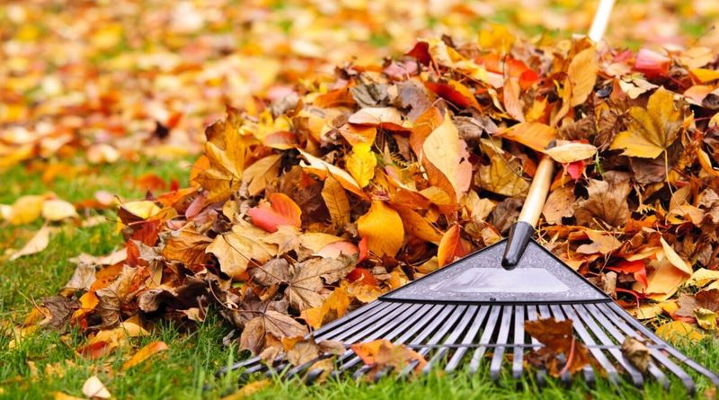 Clear Away Debris and Overgrown Vegetation