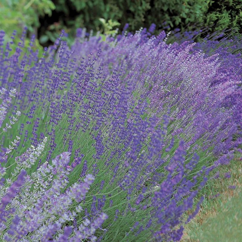 Lavender (Lavandula)