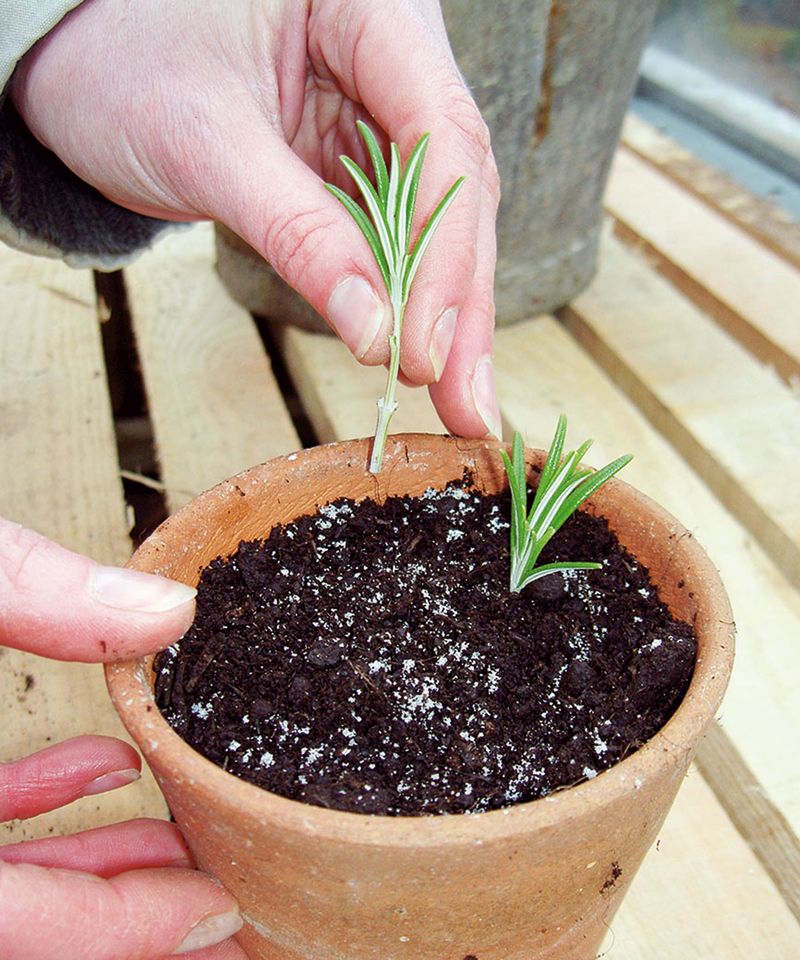 Time Your Cuttings Before the First Frost