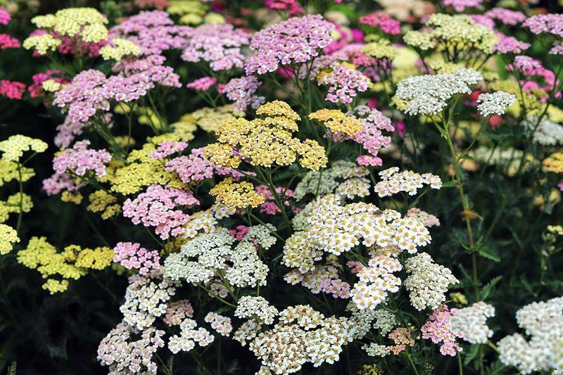 Yarrow