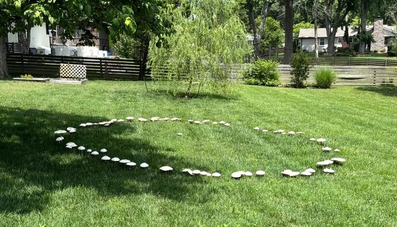A recurring patch can point to a hidden food source