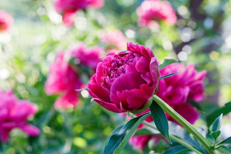 Peony