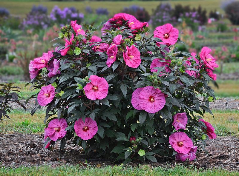 Hardy Hibiscus (Hibiscus species cultivars)
