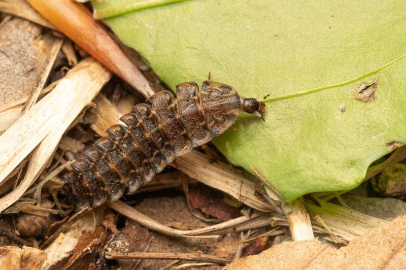 Moist soil and leaf litter create a possible refuge