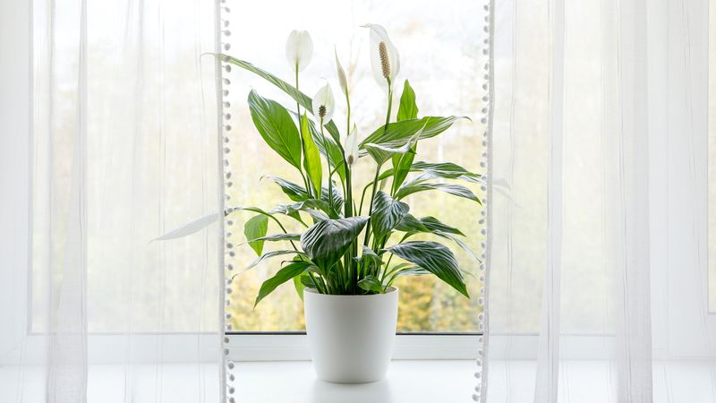 Peace Lily