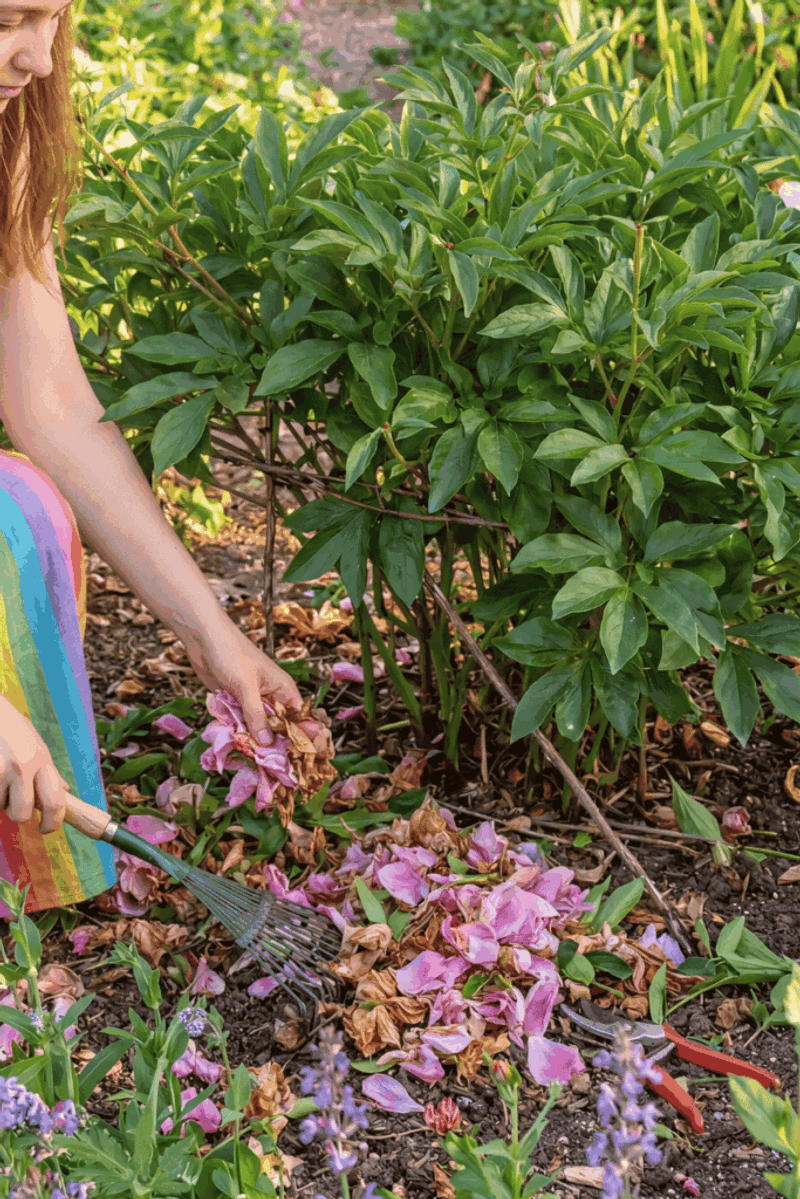 Clean Up Fallen Petals and Debris