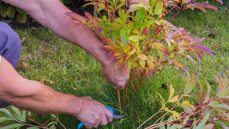Cut the stems and clear away the foliage