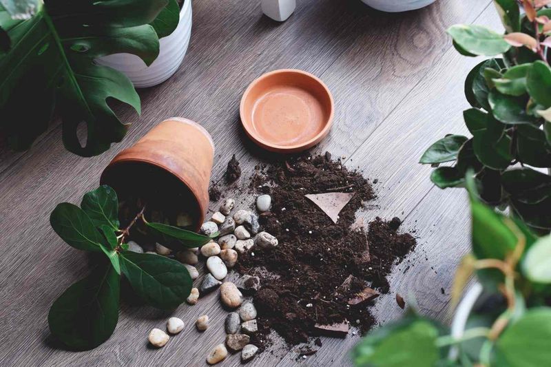 Give Roots Great Drainage