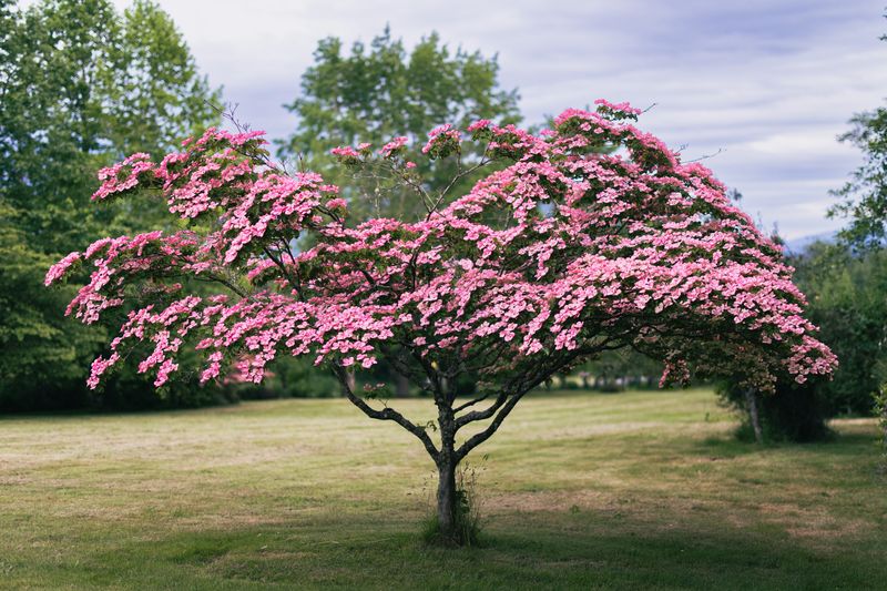 Flowering Dogwood