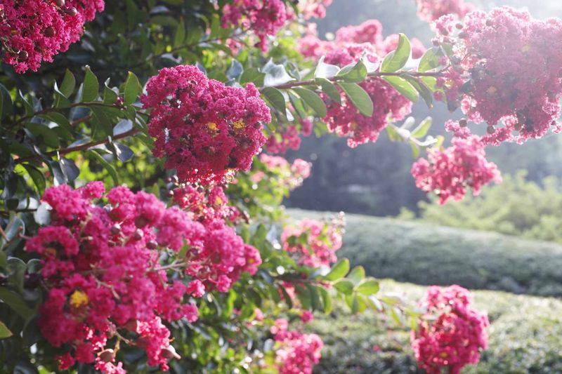 Choose reachable flower trusses instead of reshaping the tree