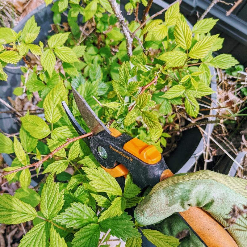 Before you cut, match the cane to the crop you want