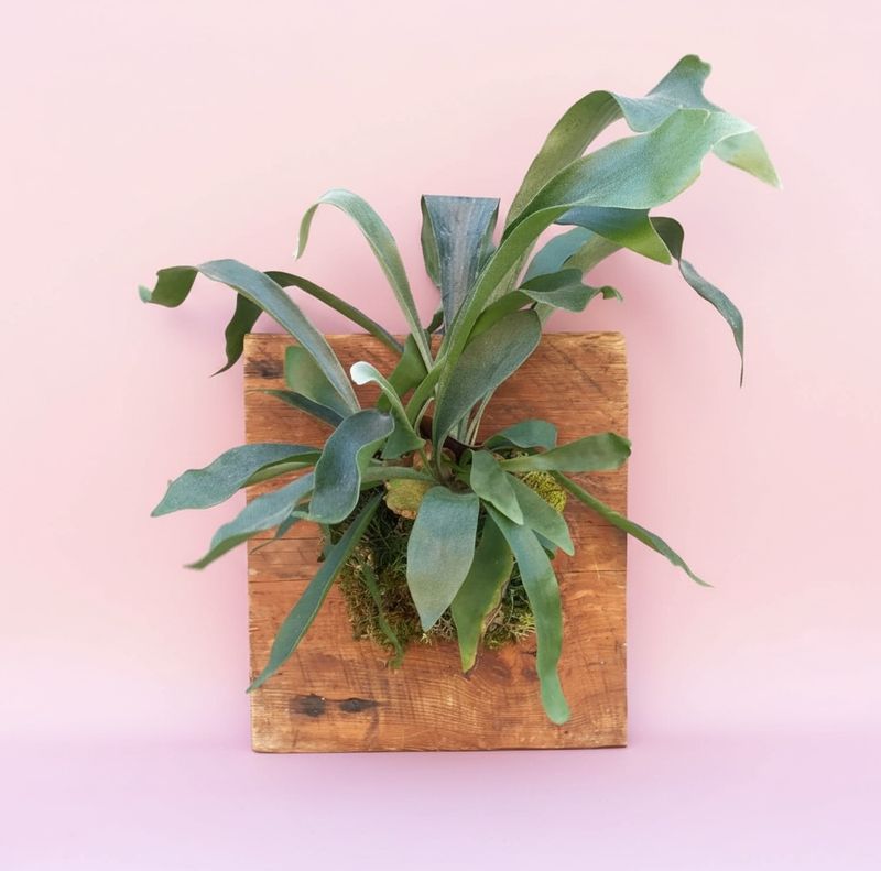 A board-mounted fern can build a nest, not a maintenance-free soil system