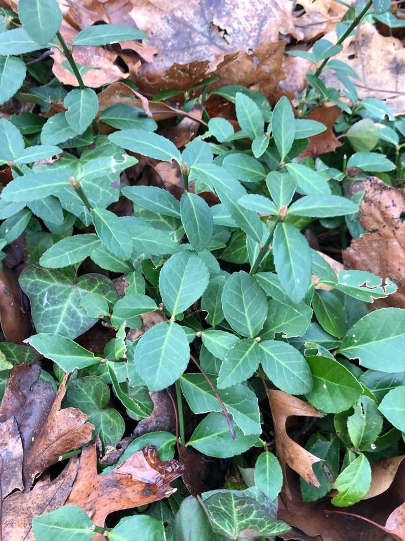 Identify wintercreeper before disturbing it
