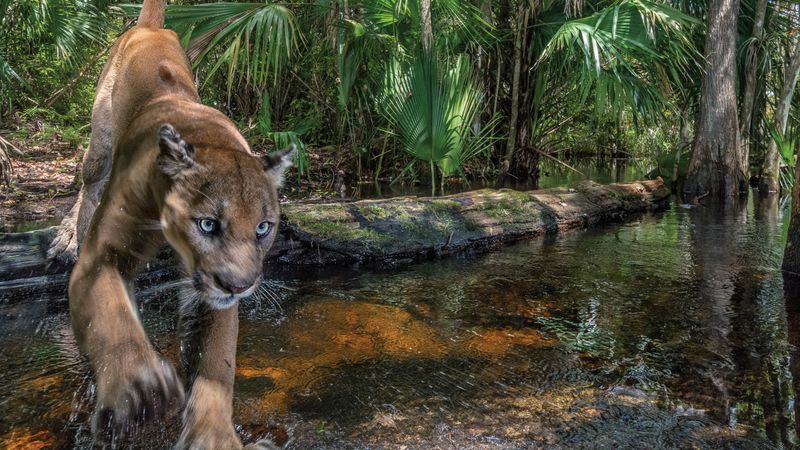 Recovery still depends on conserving habitat