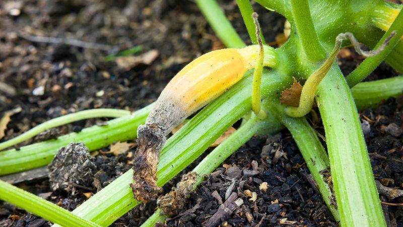 Balance Soil pH and Calcium