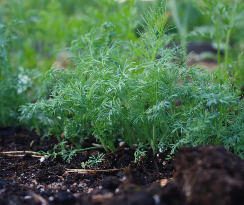 Dill