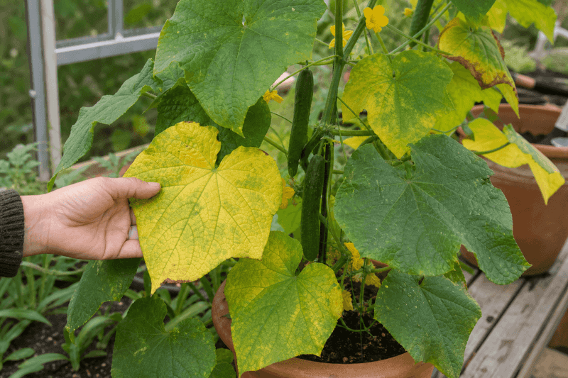 Read the yellowing pattern before choosing a cause